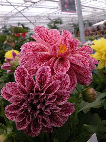 photo of flower to be used as: Pot and bedding Dahlia Dahlietta Paula