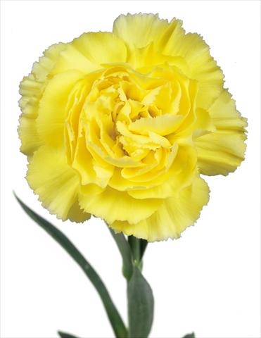 photo of flower to be used as: Cutflower Dianthus caryophyllus Perugino