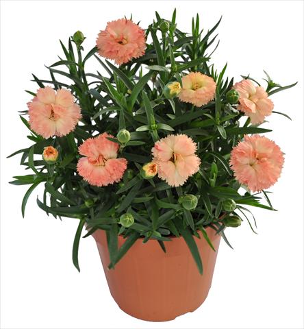 Foto fiore da  Basket o vaso Dianthus RE-AL® Capriccio Apricot