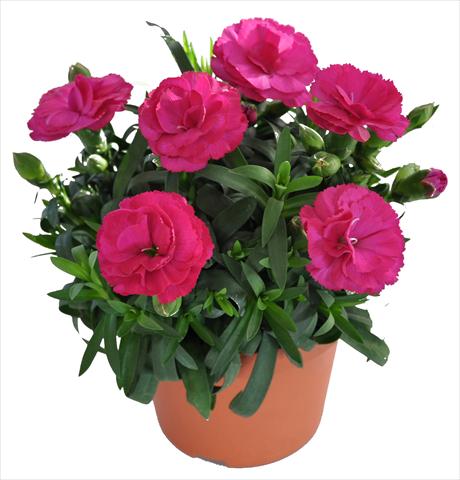 Foto fiore da  Basket o vaso Dianthus caryophyllus RE-AL® Capriccio Dark Pink