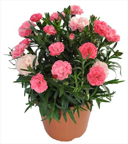 Foto fiore da  Basket o vaso Dianthus RE-AL® Capriccio Deep Pink