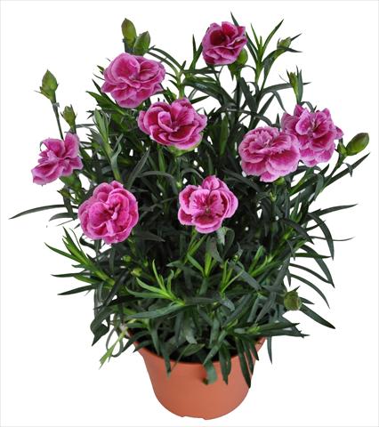 Foto fiore da  Basket o vaso Dianthus RE-AL® Capriccio Pink Fuxia