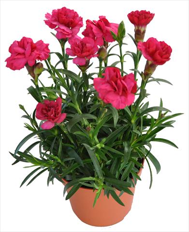 Foto fiore da  Basket o vaso Dianthus RE-AL® Capriccio Red