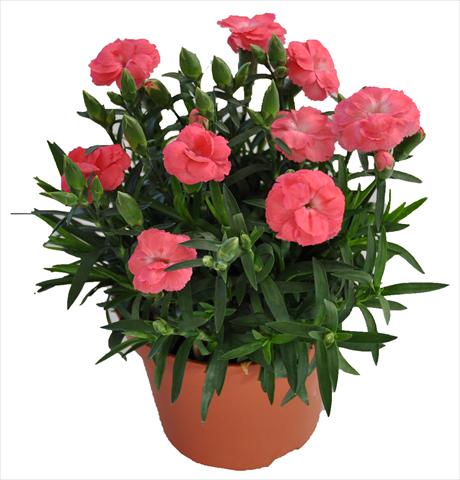 Foto fiore da  Basket o vaso Dianthus RE-AL® Capriccio Rose Morn