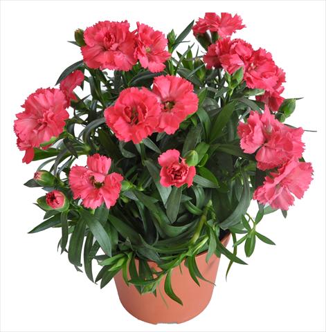 Foto fiore da  Basket o vaso Dianthus caryophyllus RE-AL® Capriccio Salmon