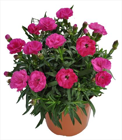 Foto fiore da  Basket o vaso Dianthus RE-AL® Capriccio Violet