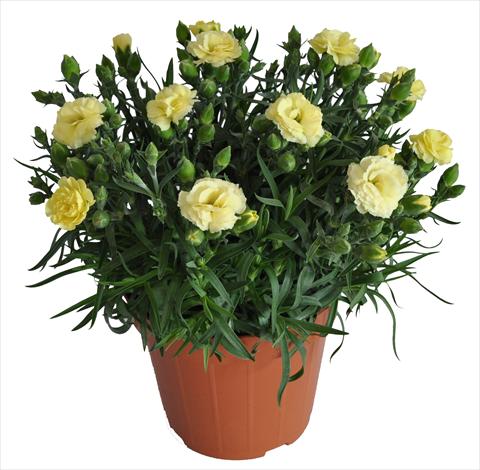 Foto fiore da  Basket o vaso Dianthus caryophyllus RE-AL® Capriccio Yellow