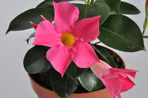 Foto fiore da  Balcone, vaso Dipladenia (Mandevilla) Hot Lips® Pink