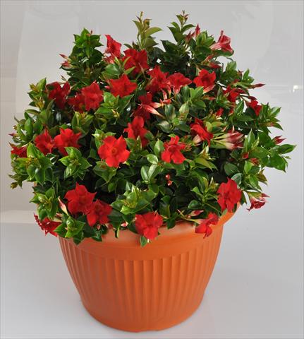 Foto fiore da  Balcone, vaso Dipladenia (Mandevilla) Hot Lips® Red