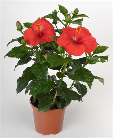 photo of flower to be used as: Pot and bedding Hibiscus rosa-sinensis Sunny Cities® Porto