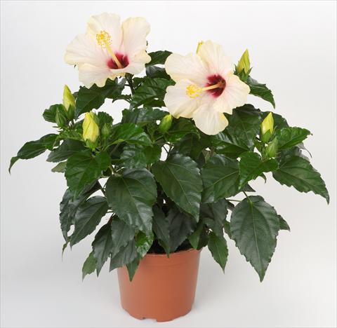 Foto fiore da  Vaso e aiola Hibiscus rosa-sinensis Sunny Cities® Saint Tropez