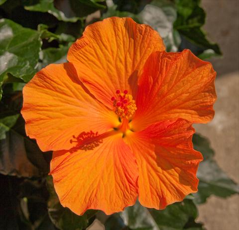 Foto fiore da  Vaso e aiola Hibiscus rosa-sinensis Sunny Cities® Torino