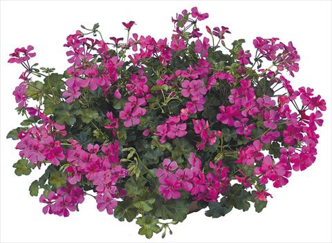 Foto fiore da  Vaso, balcone, basket Pelargonium peltatum Joker Fucsia