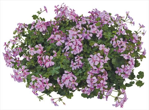 Foto fiore da  Vaso, balcone, basket Pelargonium peltatum Joker Lilac