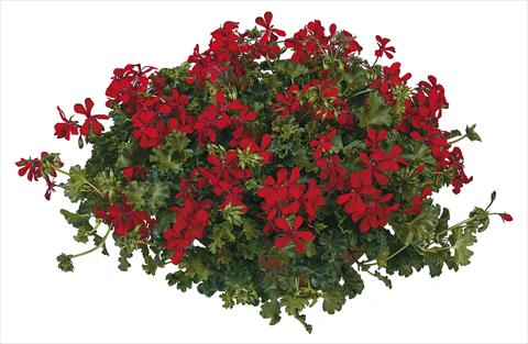 Foto fiore da  Vaso, balcone, basket Pelargonium peltatum Joker Red