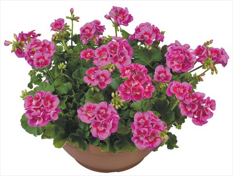 Foto fiore da  Vaso, aiuola, balcone Pelargonium zonale Flower Kiss Lilac