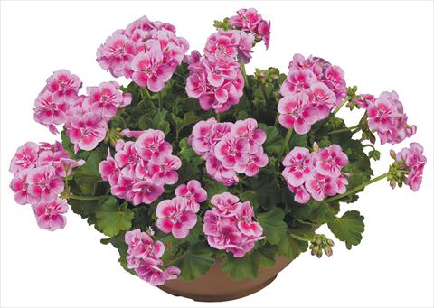 Foto fiore da  Vaso, aiuola, balcone Pelargonium zonale Flower Kiss Pink