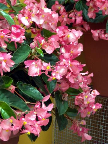 Foto fiore da  Basket vaso o aiuola Begonia hybrida Dragon Wing Rosa