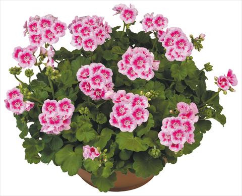 Foto fiore da  Vaso, aiuola, balcone Pelargonium zonale Flower Kiss White