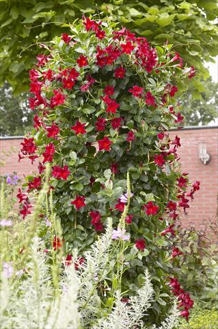 Foto fiore da  Balcone, vaso Dipladenia Sundaville Classic Dark Red