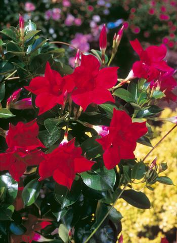 Foto fiore da  Balcone, vaso Dipladenia Sundaville Classic Red