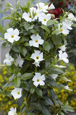 Foto fiore da  Balcone, vaso Dipladenia Sundaville Classic White