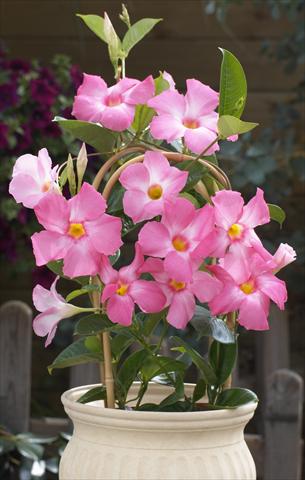 Foto fiore da  Balcone, vaso Dipladenia Sundaville Cosmos Pink