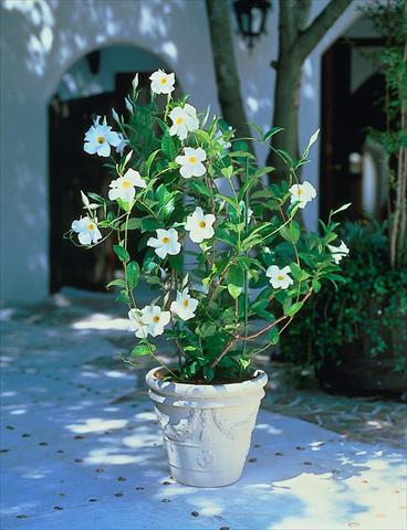 Foto fiore da  Balcone, vaso Dipladenia Sundaville Cosmos White