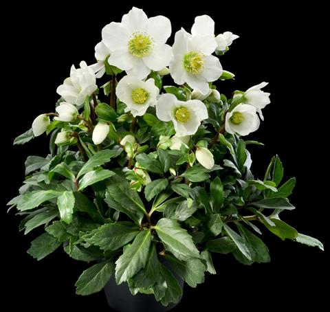 Foto fiore da  Aiuola e/o bordura Helleborus Orientalis-Hybr. 