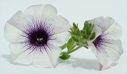 Foto fiore da  Vaso, aiuola, balcone, basket Petunia Surfinia® Blue Vein