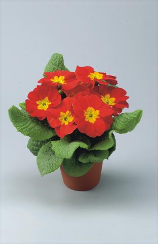 Foto fiore da  Vaso e aiola Primula acaulis, veris, vulgaris Eblo Rossa