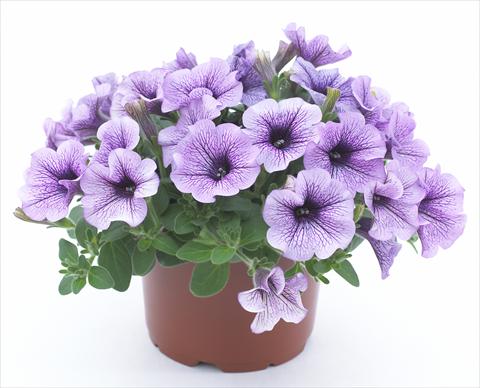 Foto fiore da  Vaso, aiuola, balcone, basket Petunia Surfinia® Compact Purple Vein