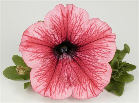 Foto fiore da  Vaso, aiuola, balcone, basket Petunia Surfinia® Hot Red