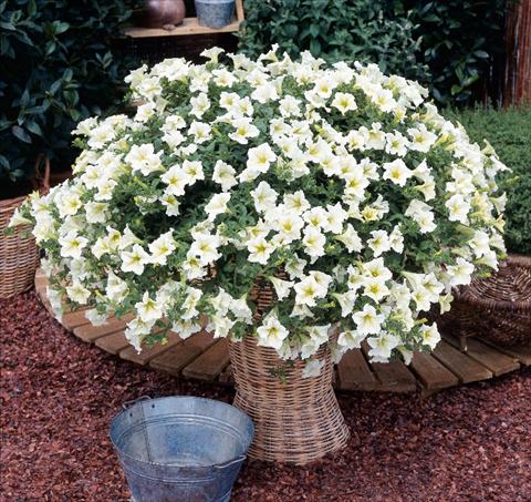 Foto fiore da  Vaso, aiuola, balcone, basket Petunia Surfinia® Lime