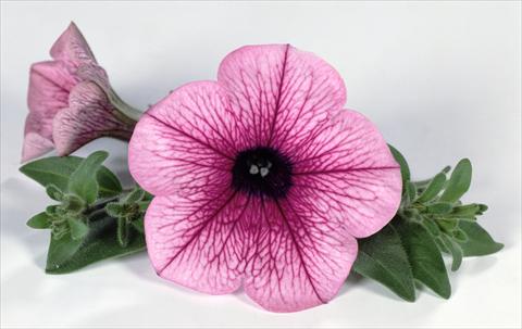 Foto fiore da  Vaso, aiuola, balcone, basket Petunia Surfinia® Pink Vein 06