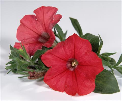 Foto fiore da  Vaso, aiuola, balcone, basket Petunia Surfinia® Red