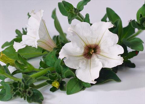 Foto fiore da  Vaso, aiuola, balcone, basket Petunia Surfinia® White