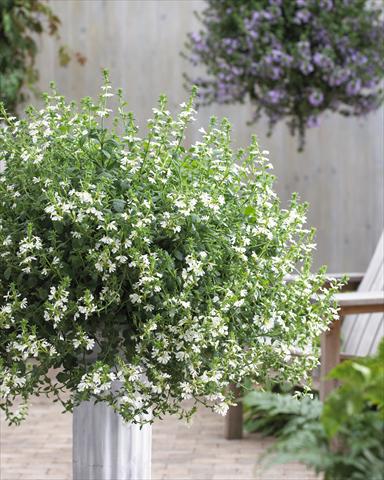 Foto fiore da  Vaso, balcone, basket Scaevola aemula Surdiva® White 11