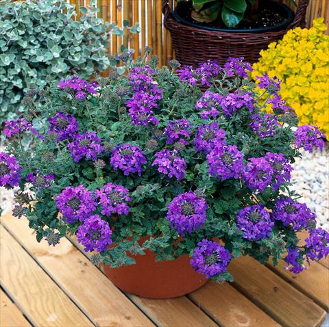 Foto fiore da  Vaso, balcone, basket Verbena Temari® Blue