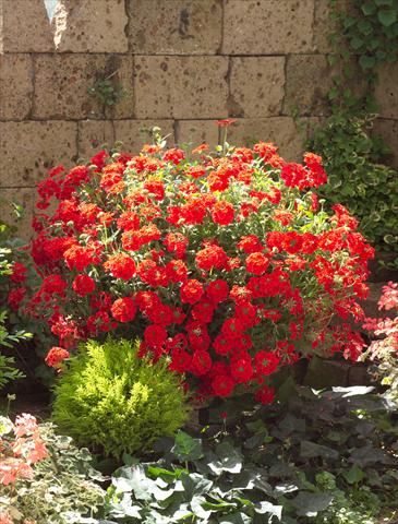 Foto fiore da  Vaso, balcone, basket Verbena Temari® Red 2006