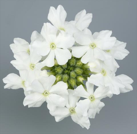 Foto fiore da  Vaso, balcone, basket Verbena Temari® White