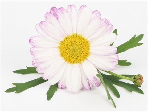 Foto fiore da  Vaso e aiola Argyranthemum frutescens Bellavita Classic Spray