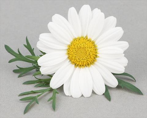 Foto fiore da  Vaso e aiola Argyranthemum frutescens Bellavita Classic White