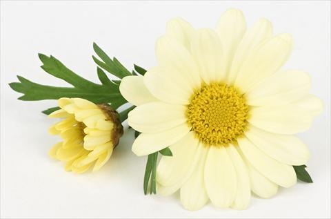 Foto fiore da  Vaso e aiola Argyranthemum frutescens Bellavita Lemon