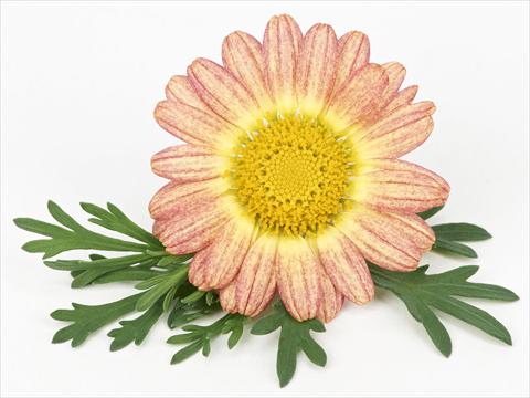 Foto fiore da  Vaso e aiola Argyranthemum frutescens Bellavita Peach