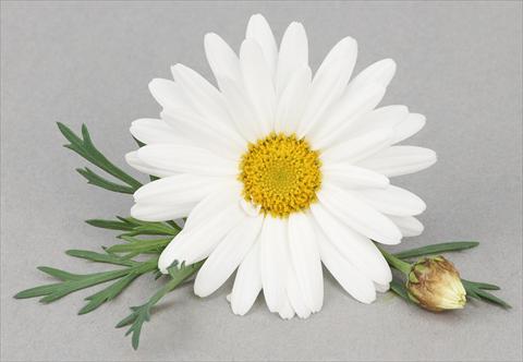 Foto fiore da  Vaso e aiola Argyranthemum frutescens Bellavita Triple White