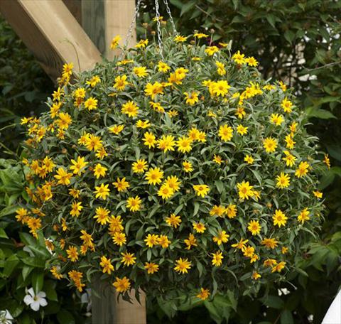 photo of flower to be used as: Pot, bedding, patio Aspilia Brasilia Gold