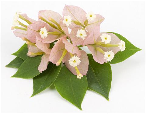 Foto fiore da  Vaso, aiuola, balcone Bougainvillea Sunvillea Pink