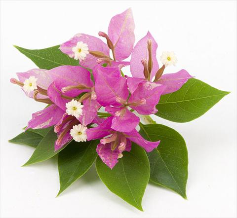 Foto fiore da  Vaso, aiuola, balcone Bougainvillea Sunvillea Rose