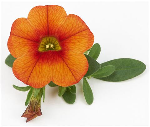 Foto fiore da  Vaso, aiuola, balcone, basket Calibrachoa Mille Baci® Orange